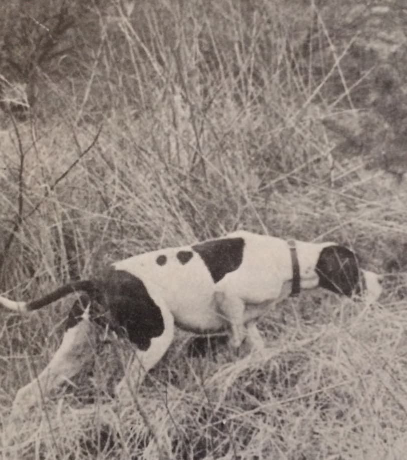 Nehéz kutya nélkül (Nimród 1979. június)