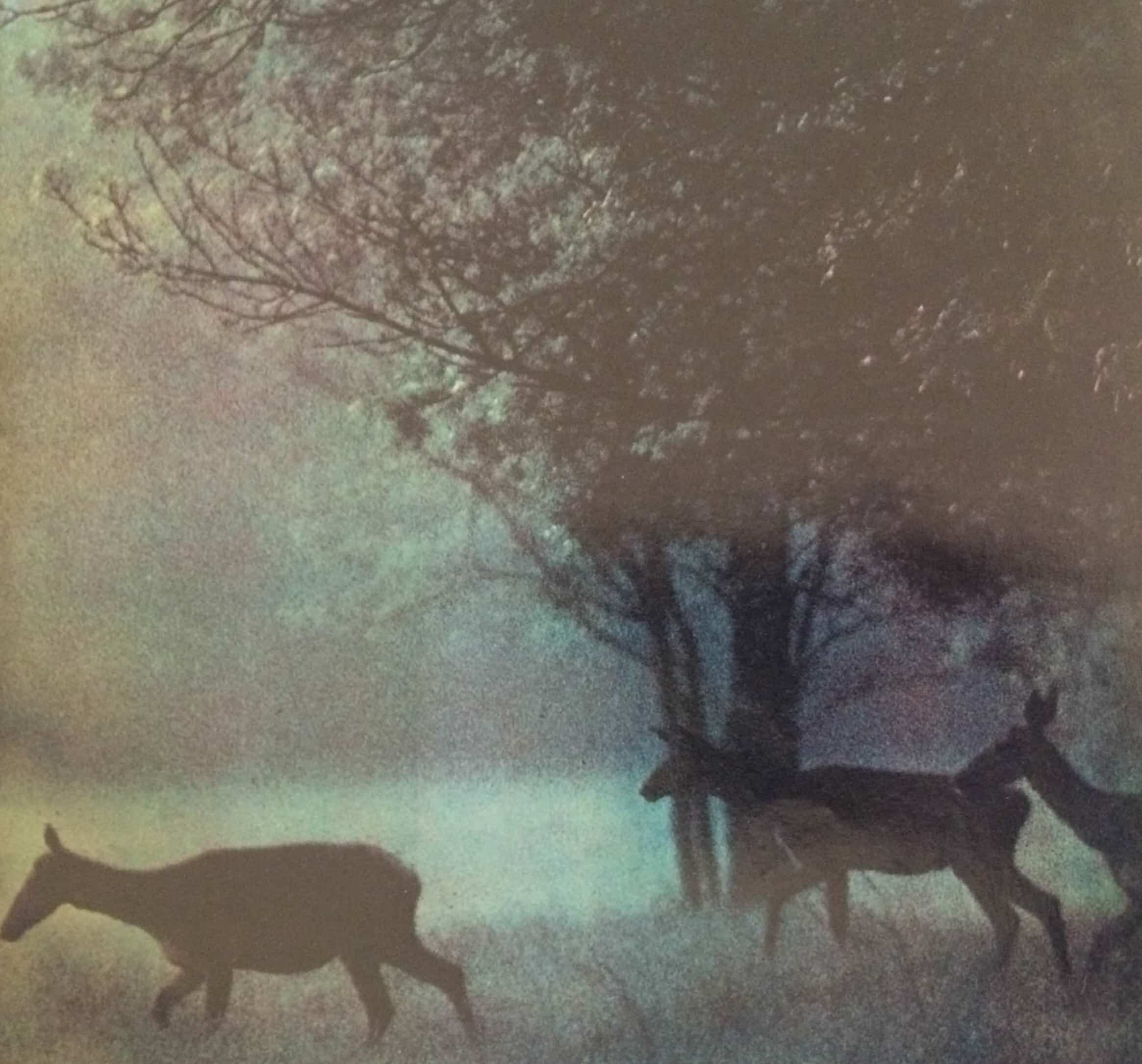 Hol bőg a bika? (Nimród, 1979. szeptember)