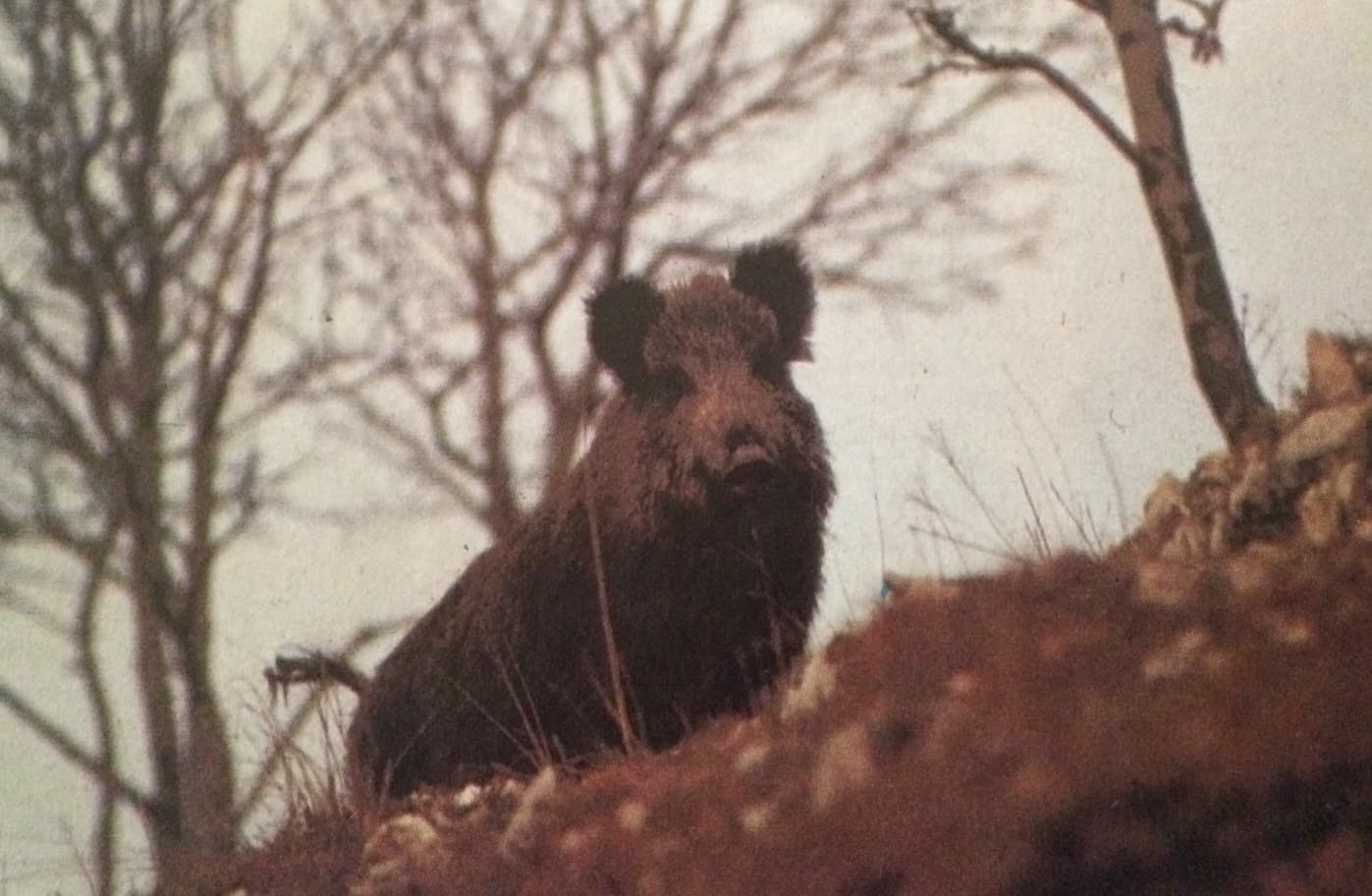 Vaddisznóvadászat (Nimród, 1979. november)