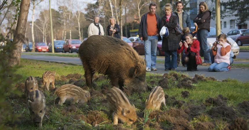 Köszöntsük a vadállatokat városunkban!