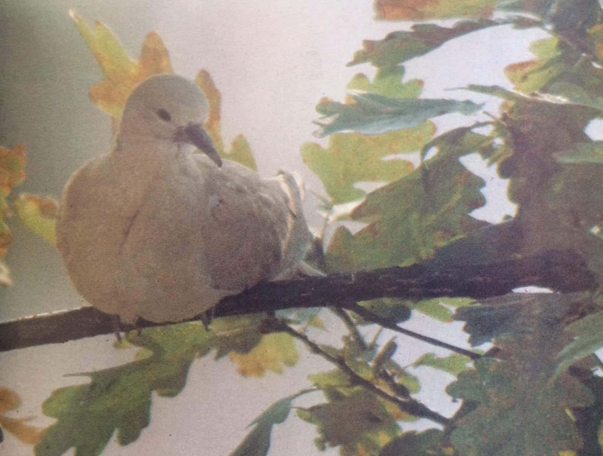Gerlevadászat (Nimród, 1980. július)