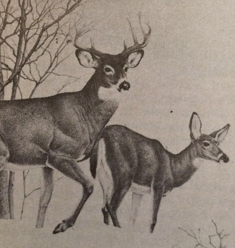 Szarvasvadászat Manitobában (Nimród, 1980. augusztus)