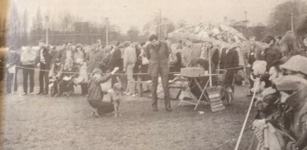 A vadászkutya (Nimród, 1980. augusztus)