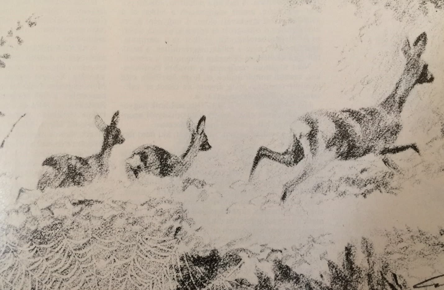 Őzgida ( Nimród, 1980. június)
