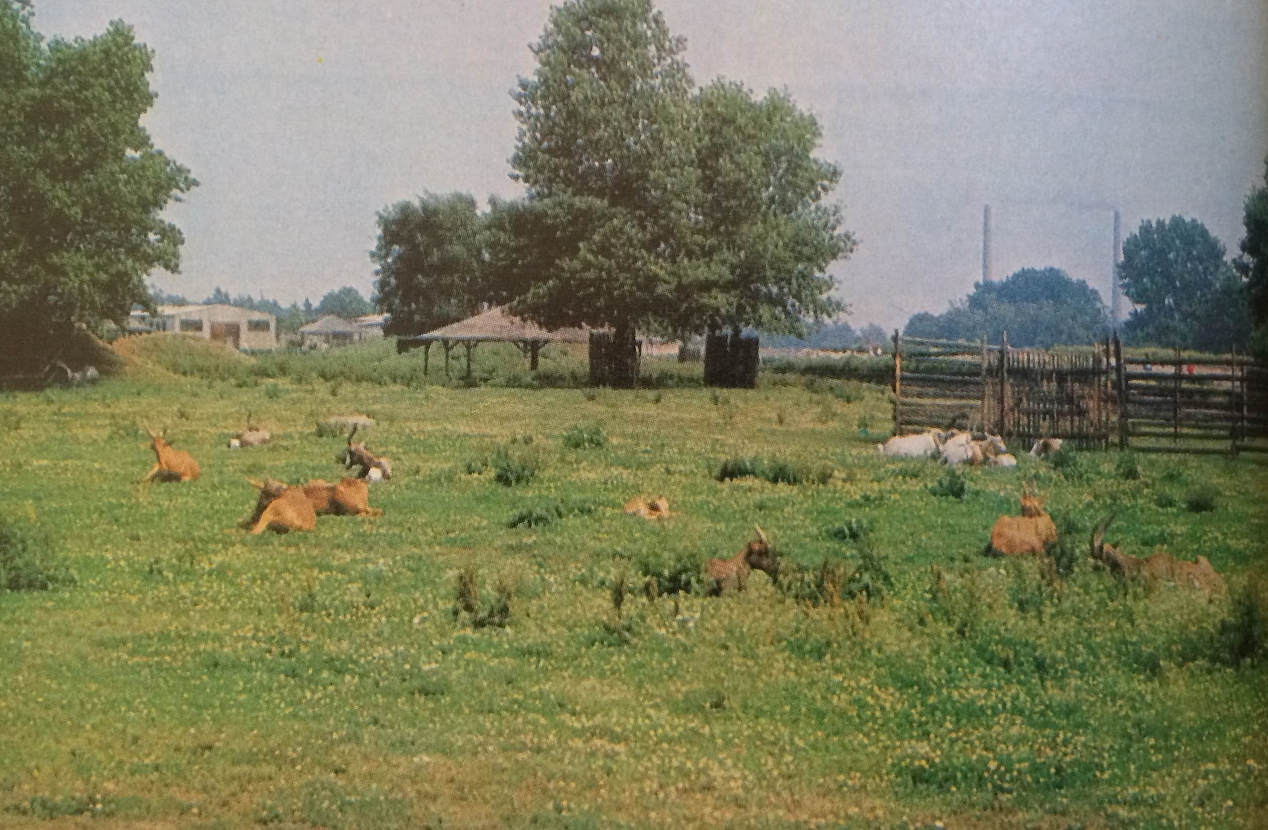 Puska nélkül a szafari parkban (Nimród, 1980. október)