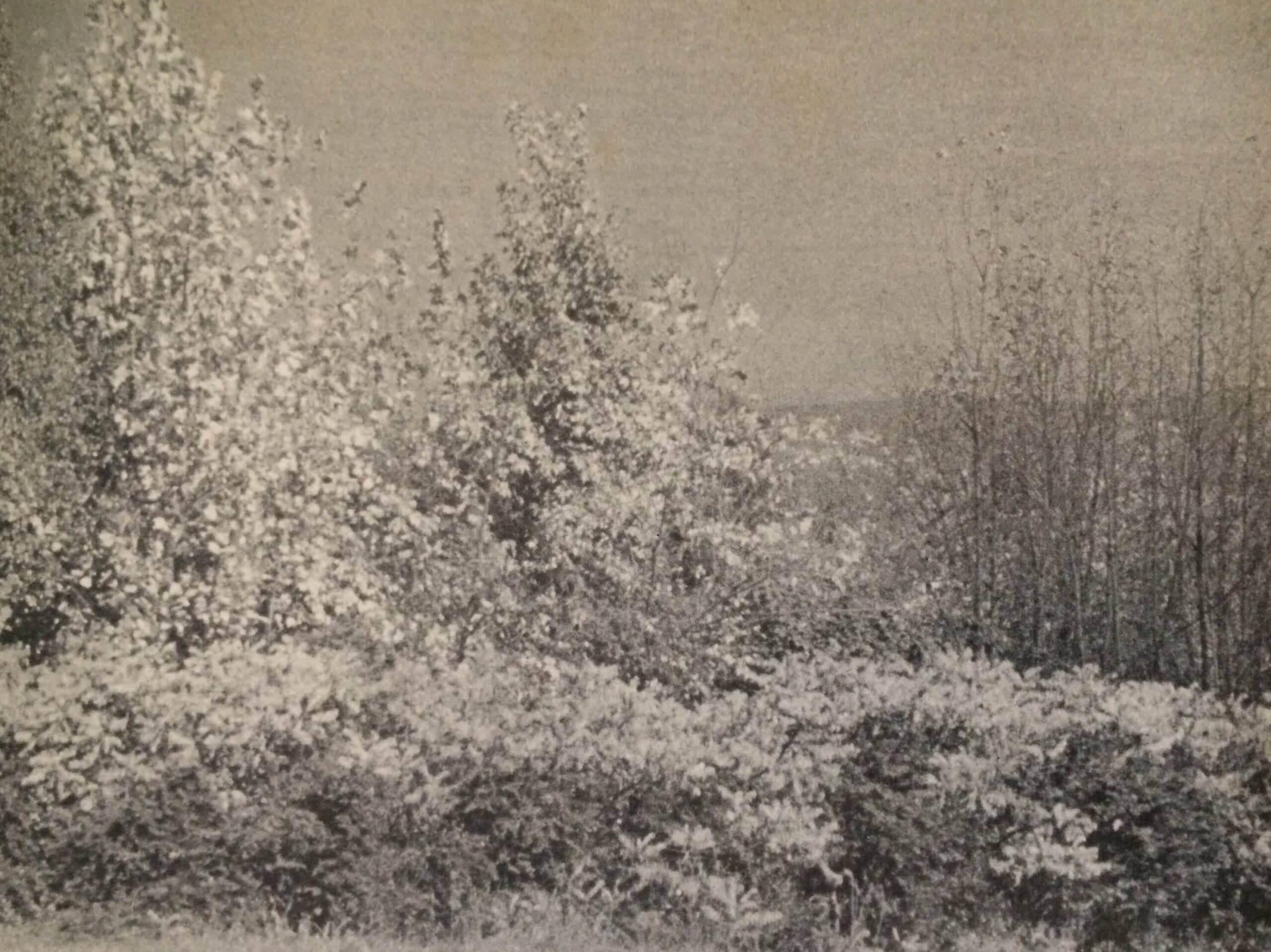 Csenderesek, vadrejtők kialakítása (Nimród, 1980. október)