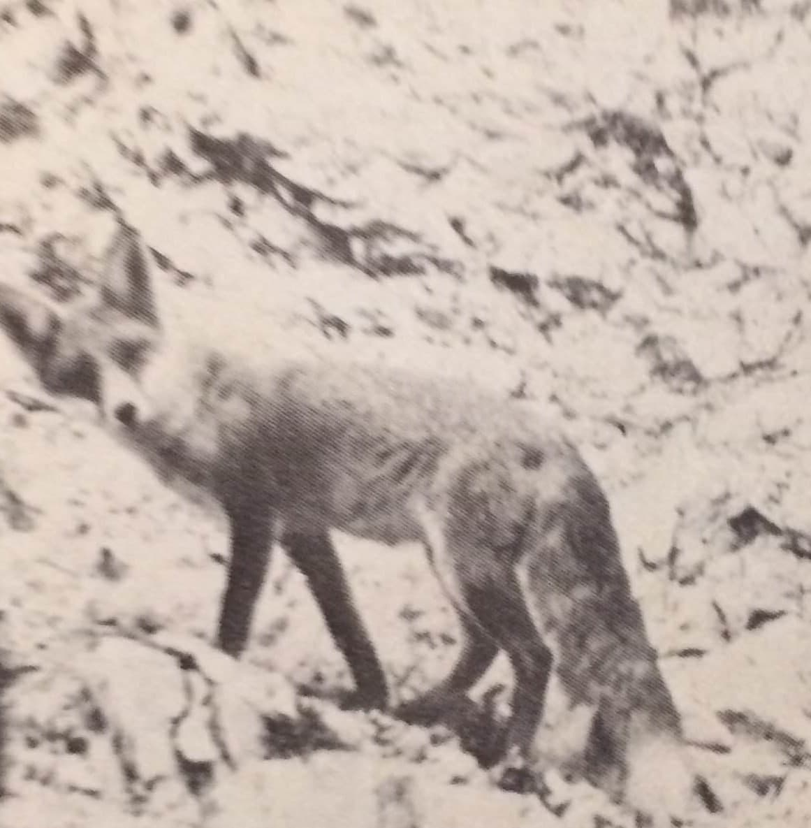 Rókák (Nimród, 1978. február)