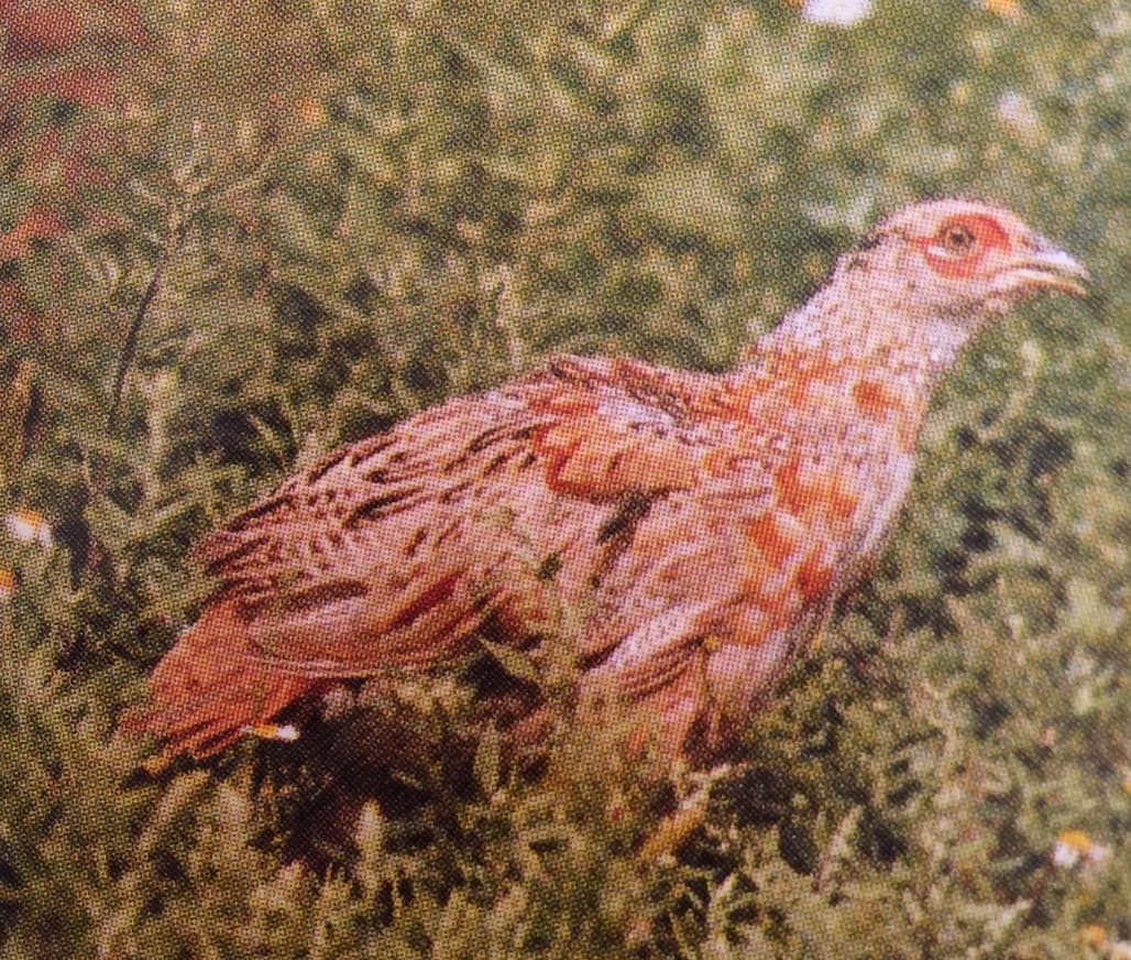 A fácáncsibék kibocsátásának és utónevelésének titkai (Nimród, 1978. március)