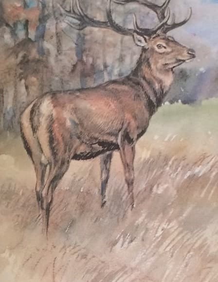A gímszarvas (Nimród, 1978. március)