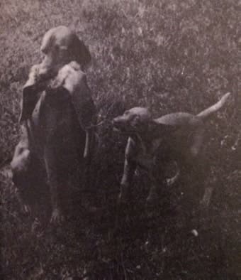 A vizsla megtanítható csapázásra (Nimród, 1978. június)