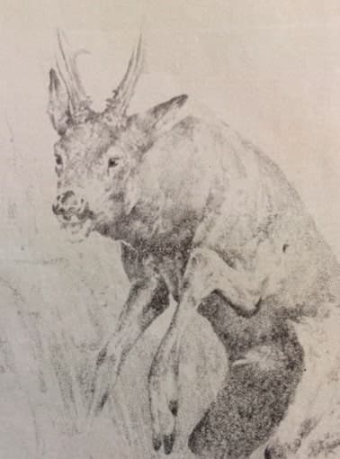 Őzhívás (Nimród, 1978. augusztus)