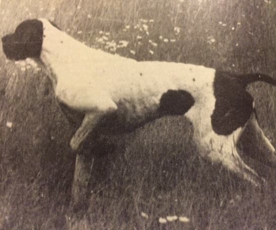 Hol tanuljon a vizsla (Nimród 1979. március)
