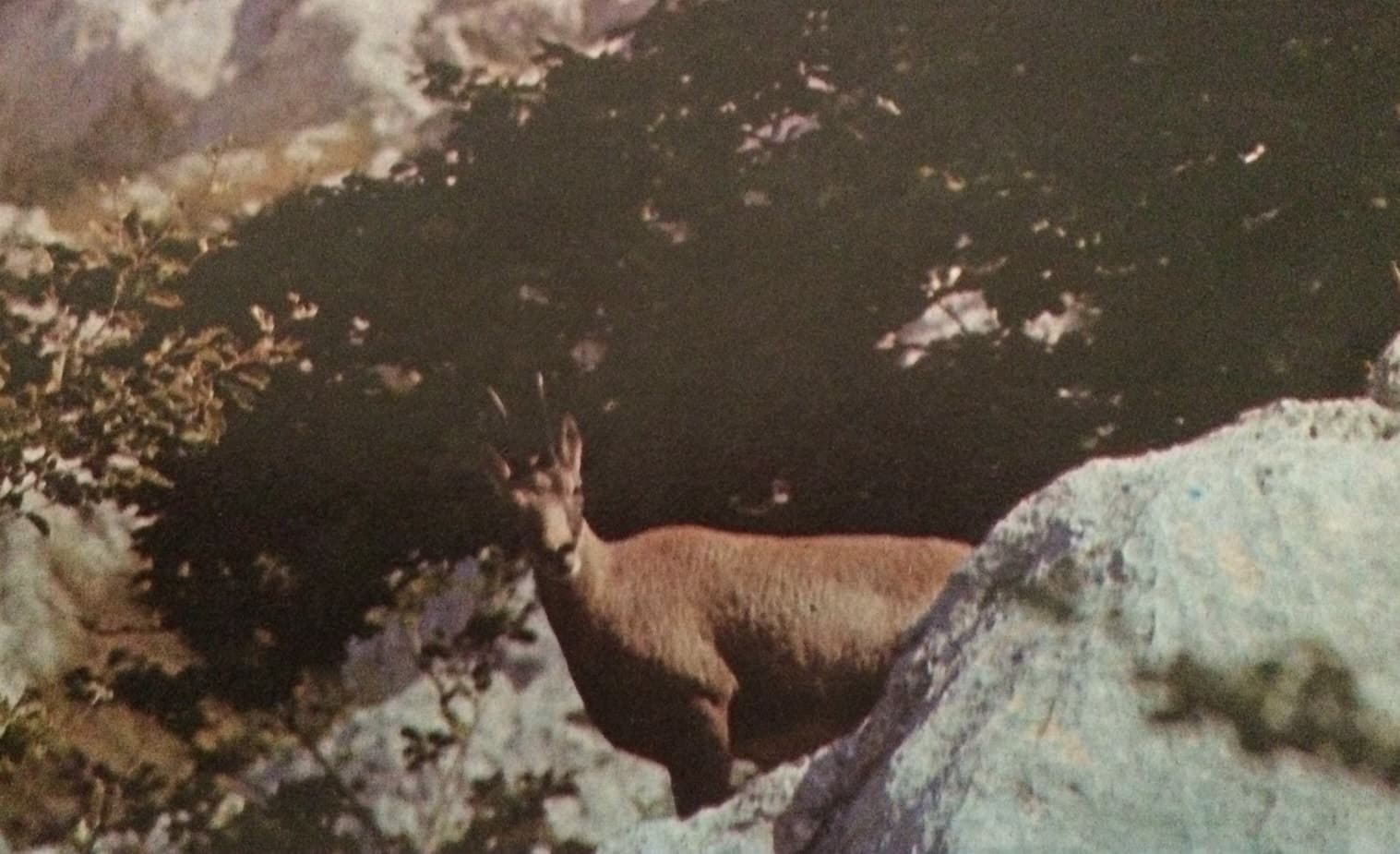 A sziklák akrobatái (Nimród, 1979. július)