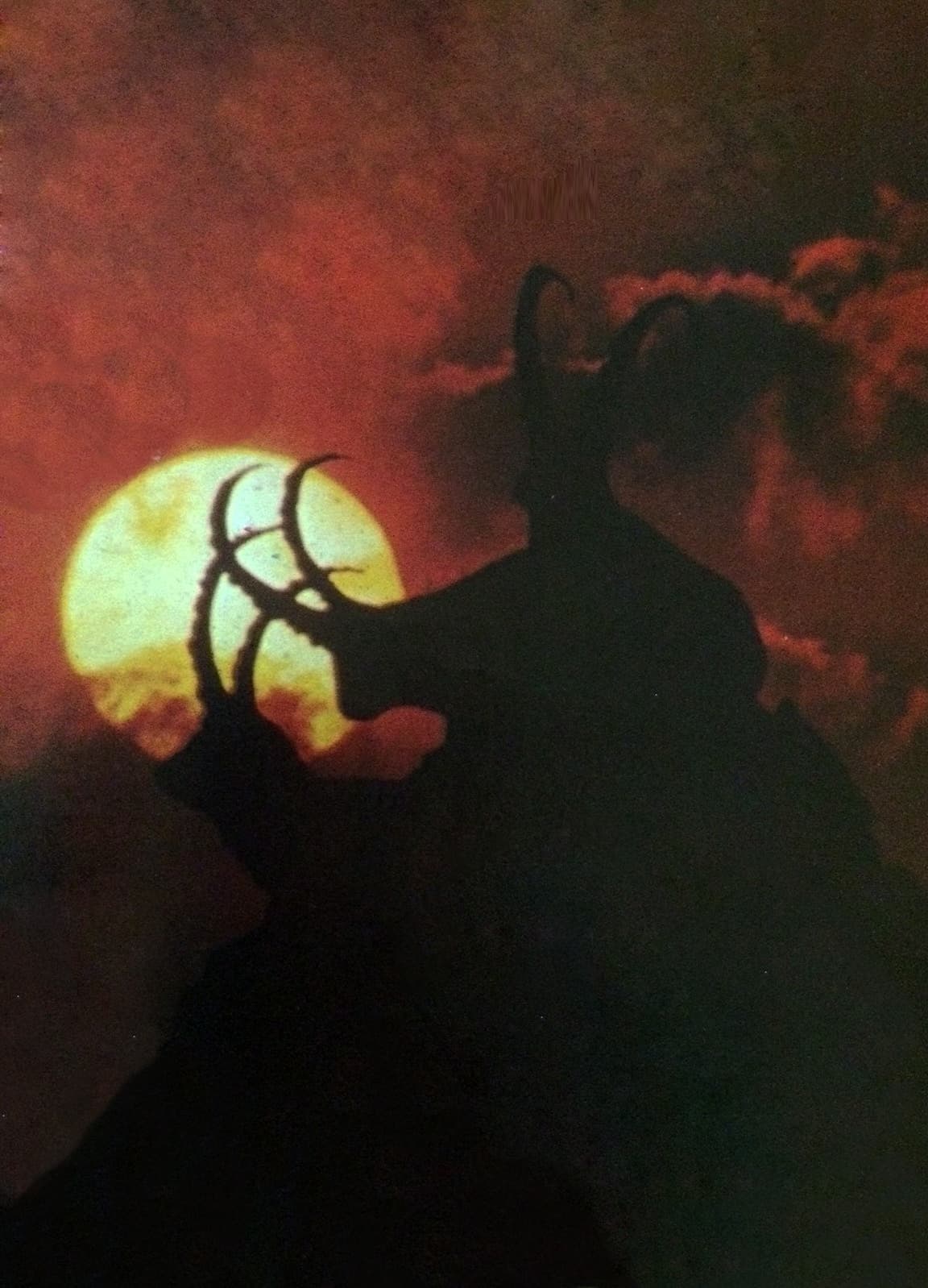 A kőszáli kecske Szlovéniában (Nimród, 1979. július)