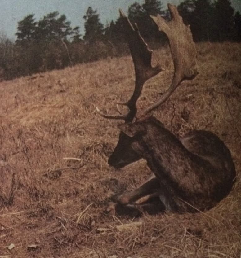 Pofonegyszerű (Nimród, 1979. július)