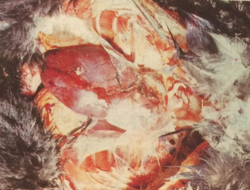 Legyőzhető a fekete sereg (Nimród, 1980. február)