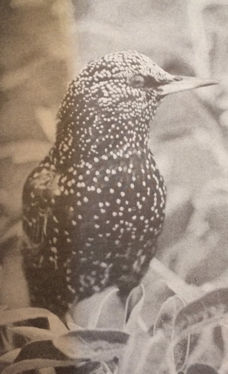 Szárnyas szüretelők (Nimród, 1980. augusztus)