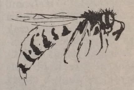 Lódarazsak (Nimród, 1980. augusztus)