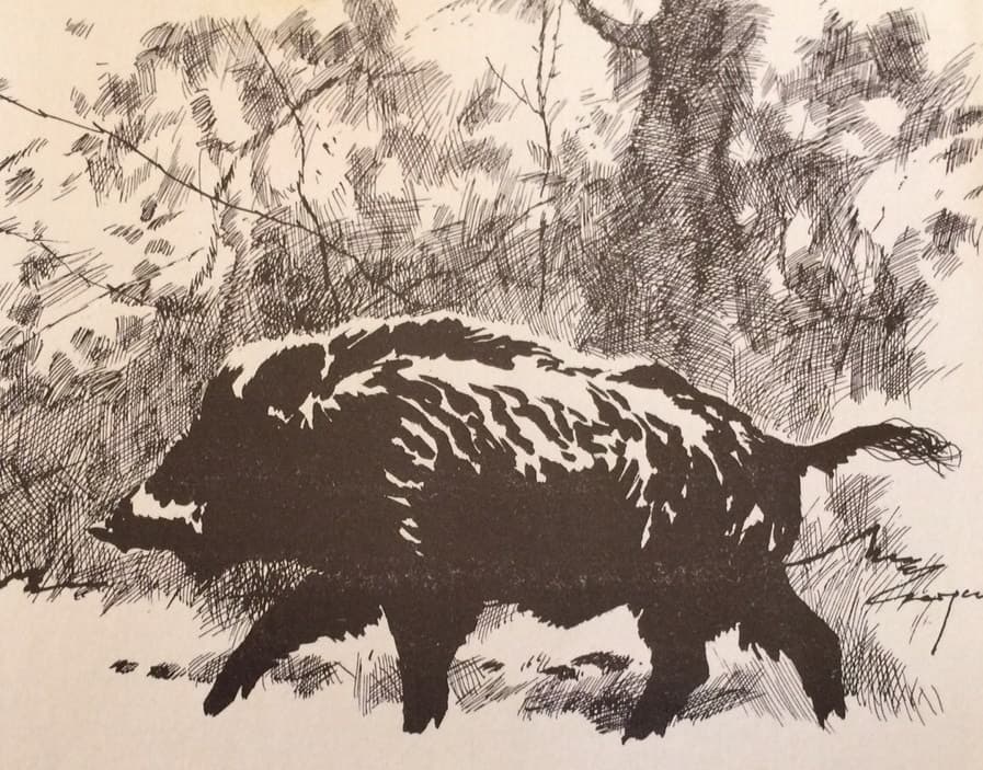 Disznóra várva (Nimród, 1980. szeptember)