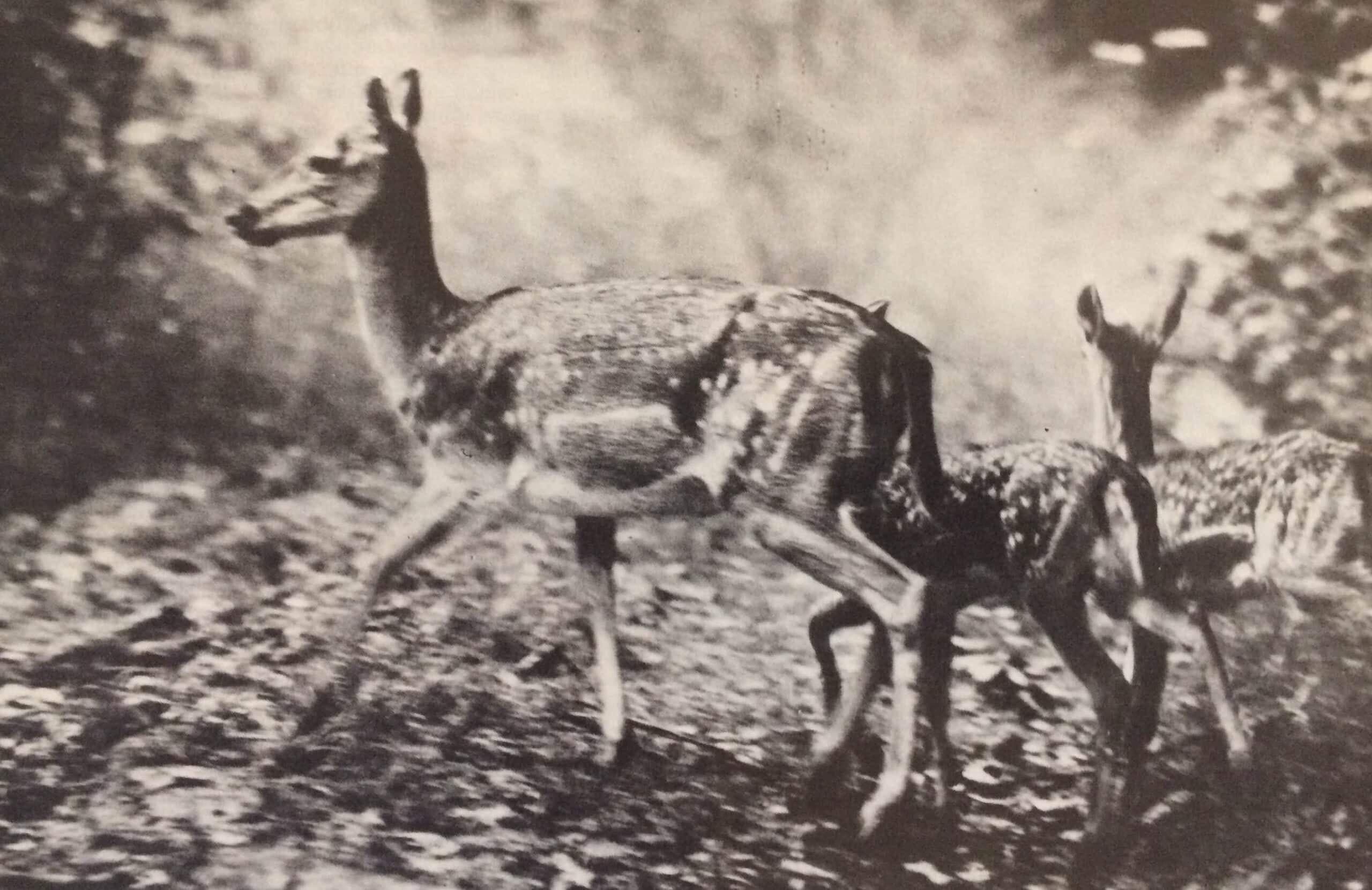 A mi bikánk (Nimród, 1980. október)