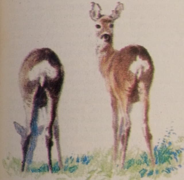 Hogyan lát a vadász és a vad? (Nimród, 1980. november)