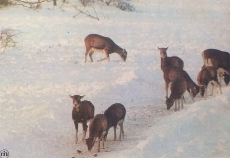 A muflon és vadászata (Nimród, 1980. december)