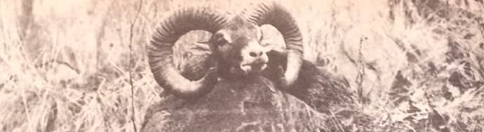 Születésnapi ajándék (Nimród, 1978. január)