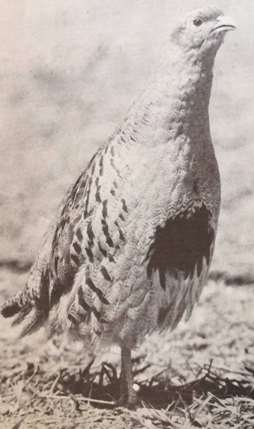Párválasztás (Nimród, 1978. február)