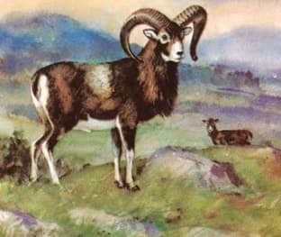 A muflon (Nimród, 1978. április)