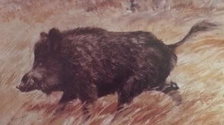 Vaddisznó (Nimród, 1978. június)