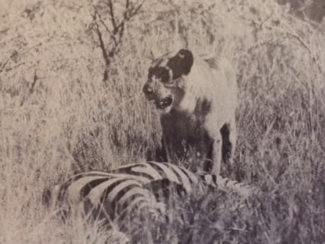Ernest Hemingway: Afrikai vadásznapló részlet (Nimród, 1978. június)