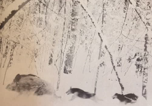 Két nap a vaddisznók nyomában (Nimród, 1978. július)