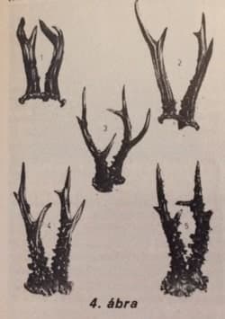 Az őzagancs bírálata (Nimród, 1978. augusztus)
