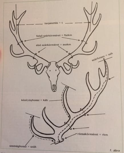 A szarvasagancs bírálata (Nimród, 1978. szeptember)