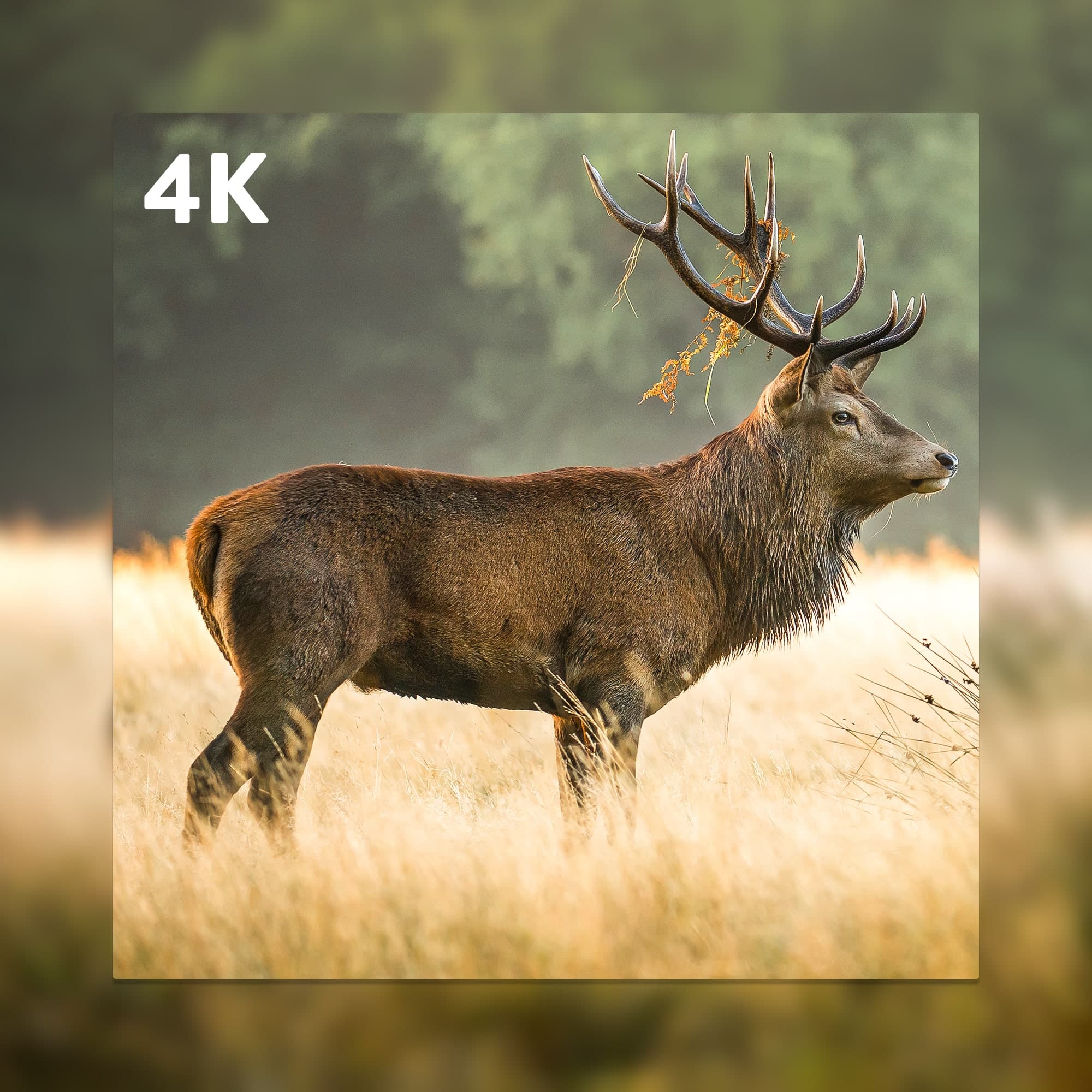 Hunting 550C élőképes vadkamera 4K vidó , 36mpx fényképek